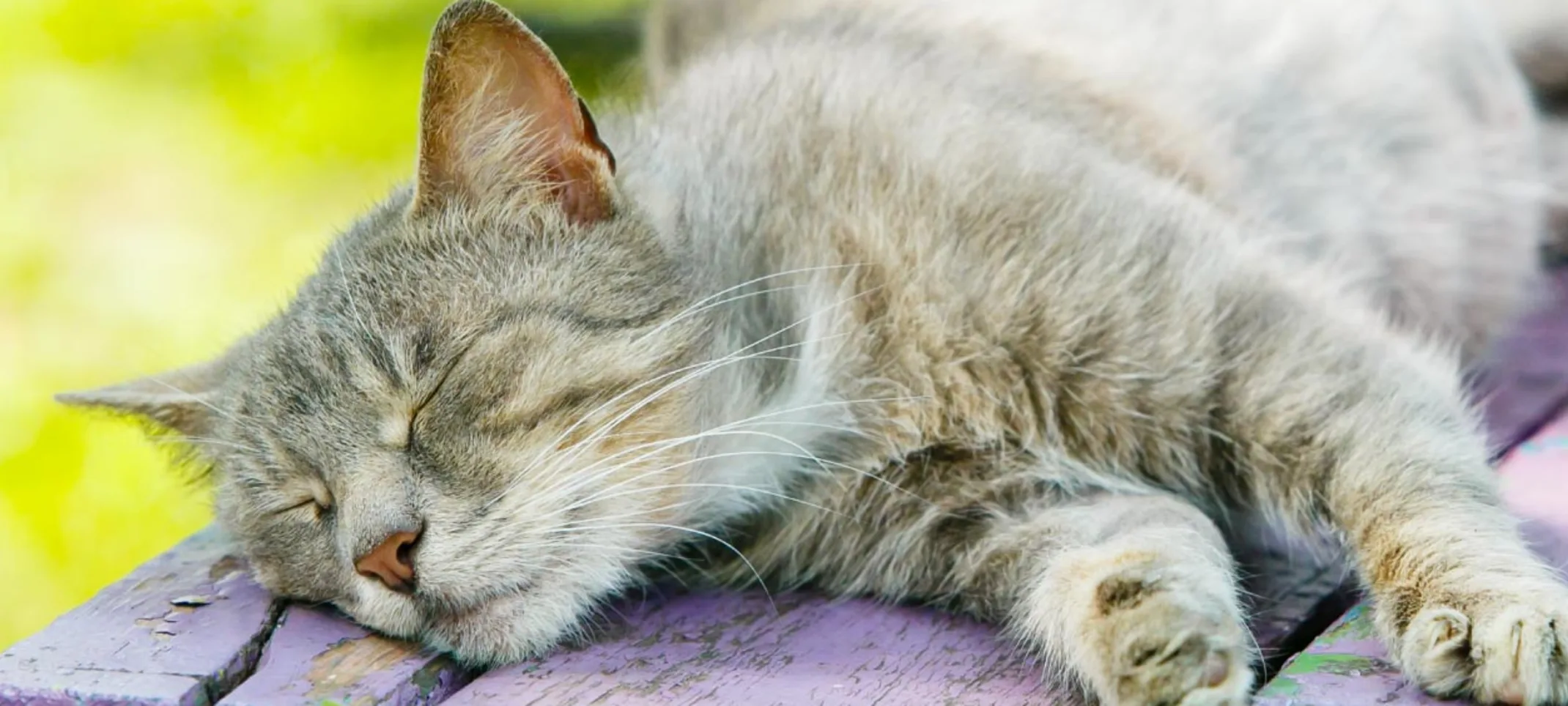 Grey senior tabby cat is sleeping on top of a park table bench.